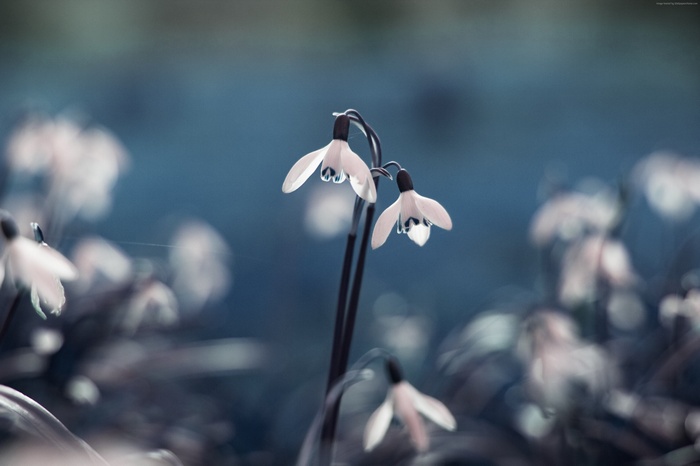 Blue Snowdrop flowers in spring