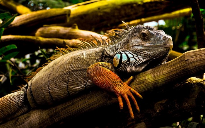 Green Iguana resting on a tree branch