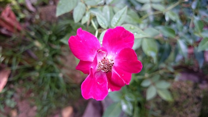 Vibrant Pink Wildflower in Bloom