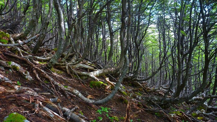 Mossy Forest Hills in Chile