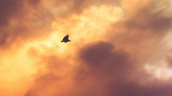 Bird flying through sunset clouds