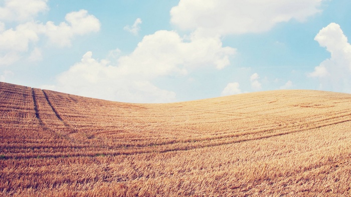 Golden wheat field under a blue sky with clouds