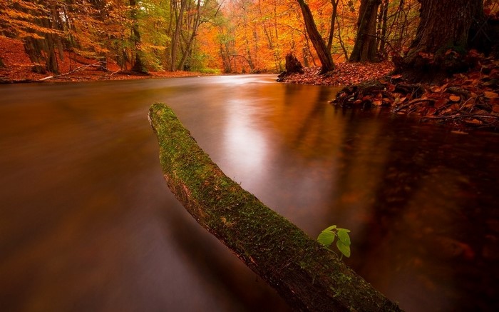 Mossy branch in a river during autumn