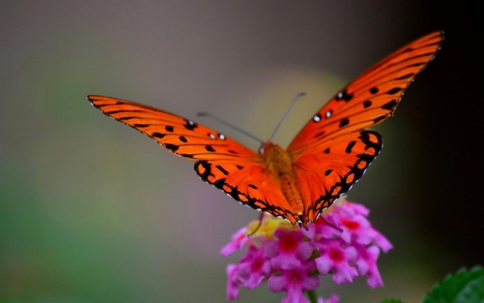 Orange butterfly on pink flowers