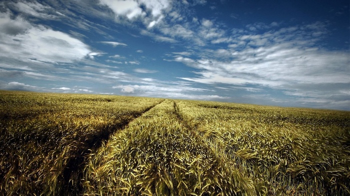 Wheat field under a cloudy blue sky