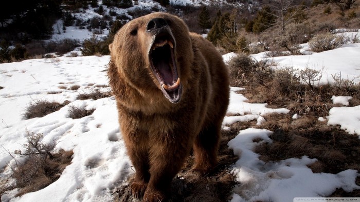 Grizzly bear roaring in the snow