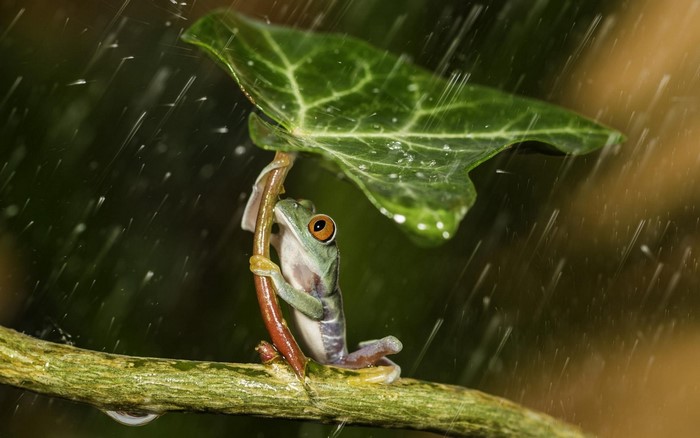 Tree Frog Sheltering Under Leaf in Rain