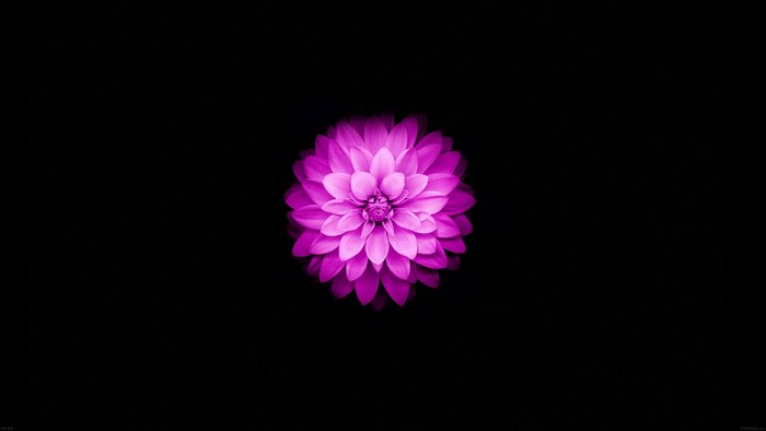 Purple dahlia flower on black background
