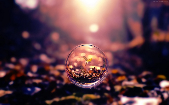 Plant seedling in a transparent sphere at sunset