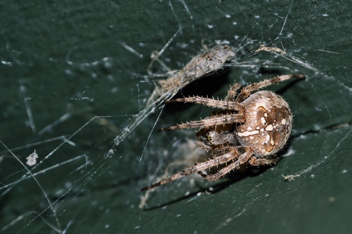 Spider on a web with prey