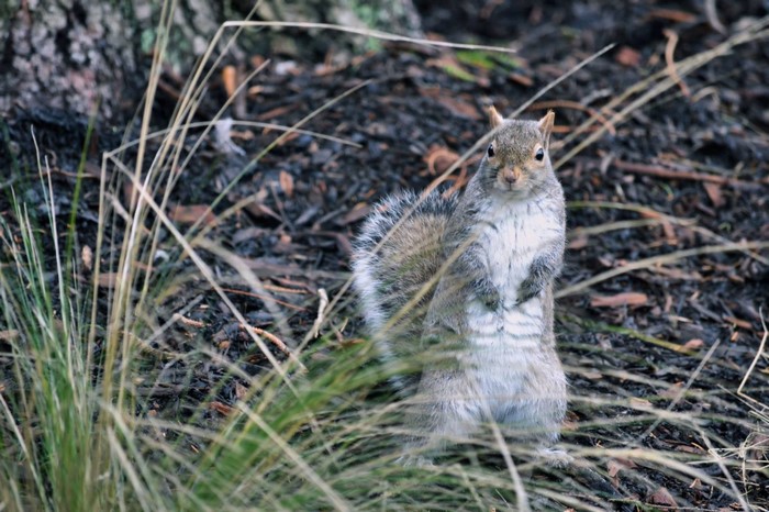 A squirrel stands on the ground in dry grass