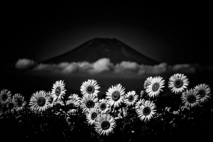 Monochrome sunflowers with Mount Fuji in the background
