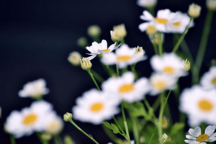 Close up of white daisies with yellow centers