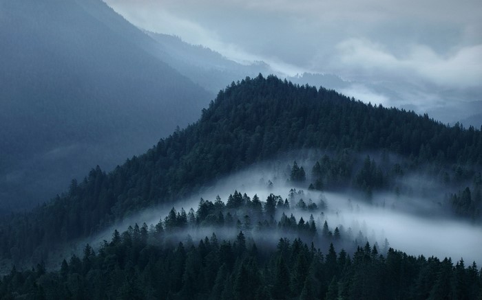 Misty mountains and forest landscape