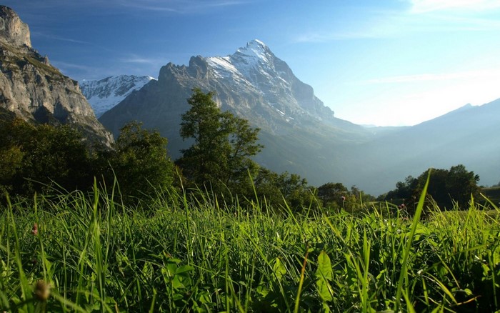 Green grass field with snowy mountains in the background