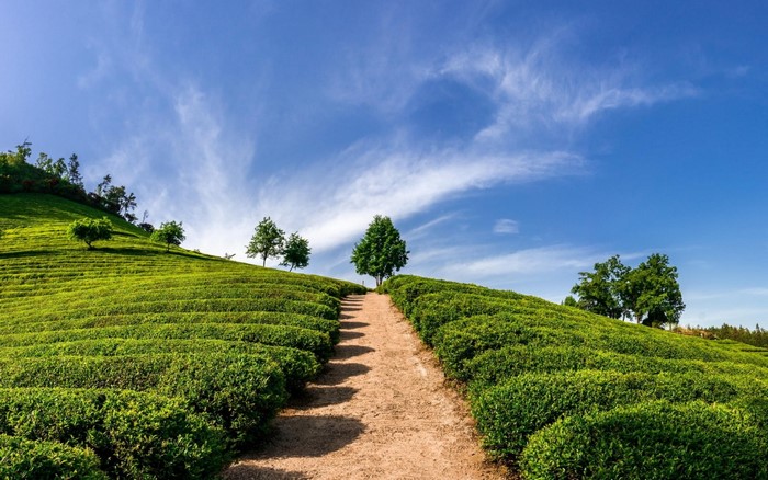 A dirt path winds through a green tea plantation on a sunny day.