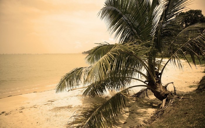 Palm tree on a sandy beach by the ocean