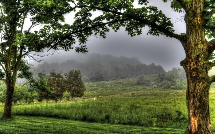 Misty forest landscape with trees and green meadow