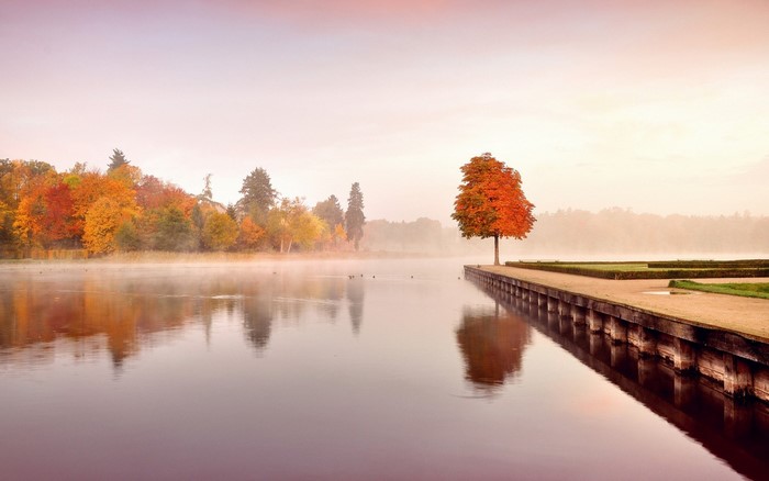 Autumn tree on a pier reflected in a misty lake at sunrise