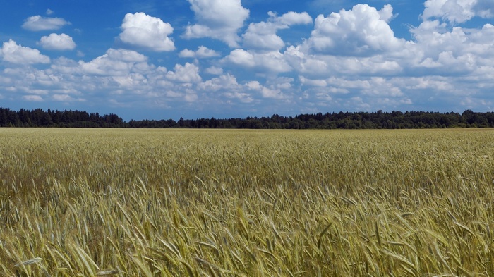 Field of wheat under a cloudy blue sky