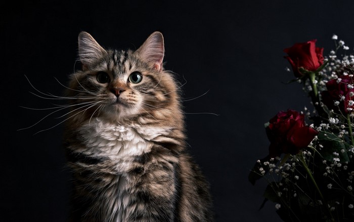 Tabby cat with red roses