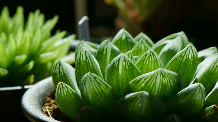 Close up of a succulent plant with green and white striped leaves