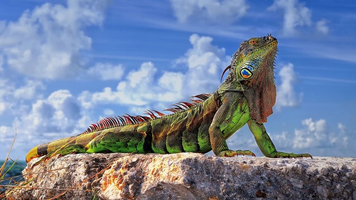 Green Iguana resting on a rock under a cloudy sky