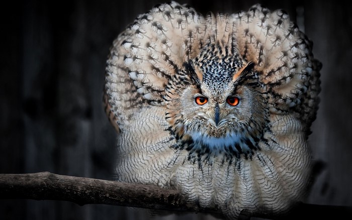 Eurasian eagle-owl with bright orange eyes perched on a branch