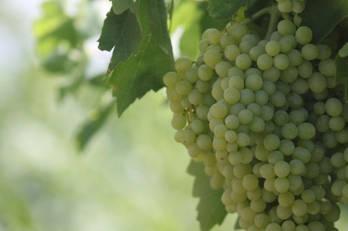 Green grapes on a vine with leaves