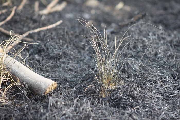 Burnt ground with new grass growth and a log