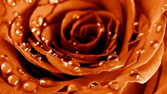 Orange Rose with Water Drops 4K