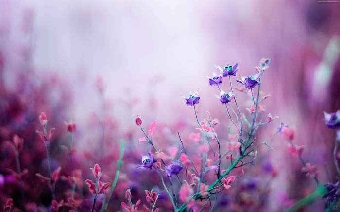 Purple wildflowers in soft focus 4K