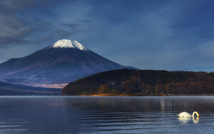 Mount Fuji and a swan on a lake at dawn