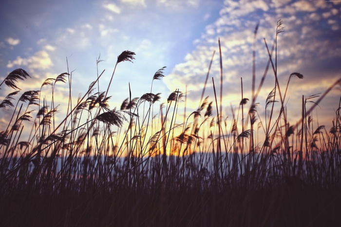Sunset over a field of grass with clouds