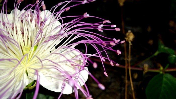 Close up of a white flower with purple stamens