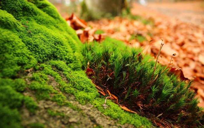 Moss and fallen leaves on a forest floor