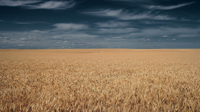 Golden wheat field under a cloudy sky