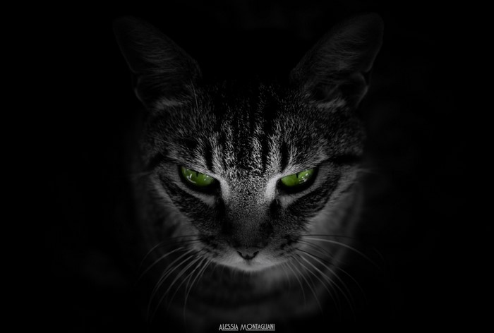Close-Up Monochrome Cat with Green Eyes