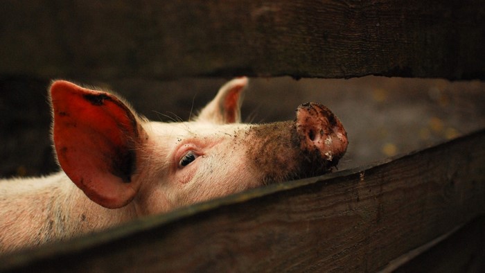 Close up of a pig's head peeking through wooden fence