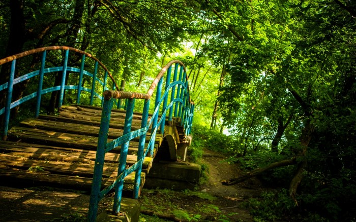 Wooden bridge with blue railings in a sunlit forest