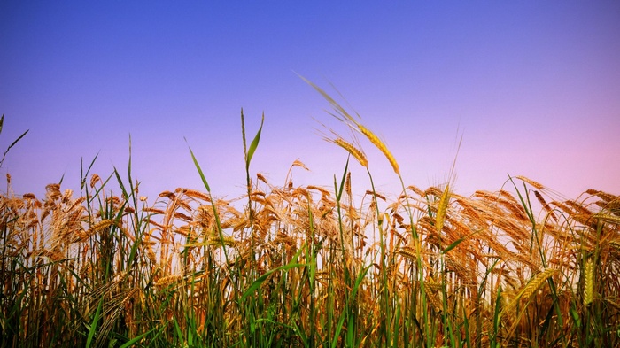Wheat field under a gradient sky