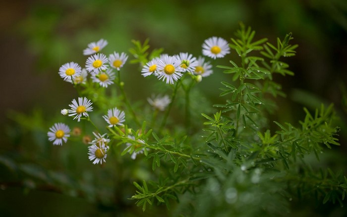 Delicate White Daisies with Dew Drops