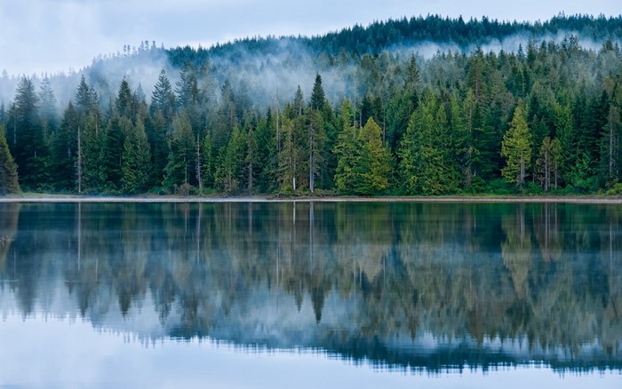 Misty forest reflected in a calm lake