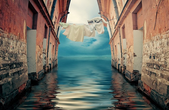Cat on clothesline over flooded alleyway