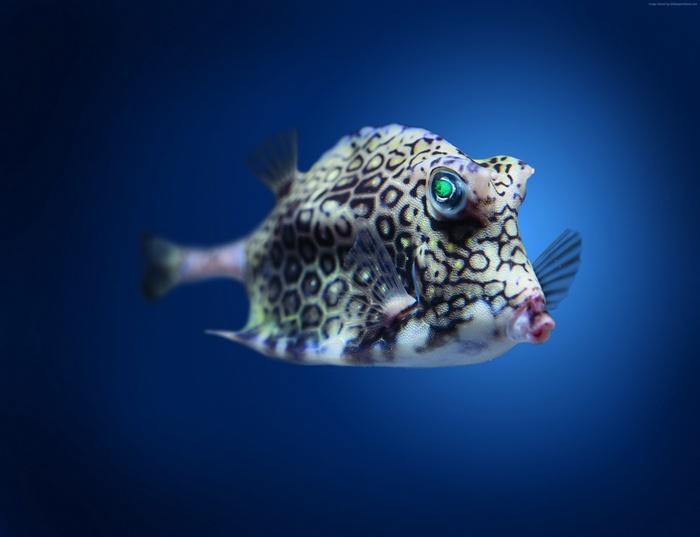 cowfish, Atlantic, fish, Indian, underwater, blue water, Pacific, Boxfish, Worlds best diving sites, diving, ocean, tourism