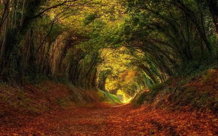 Autumn forest path with sunlight filtering through trees