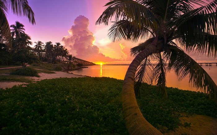 Sunset over the ocean with palm trees and a bridge