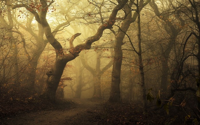 Misty forest path with autumn trees