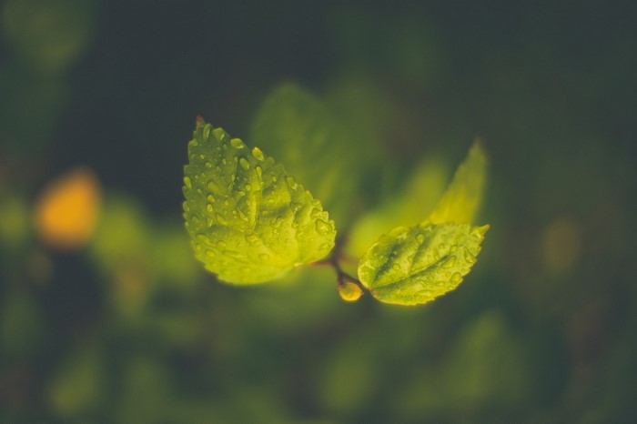 Close-up of green leaves with water drops