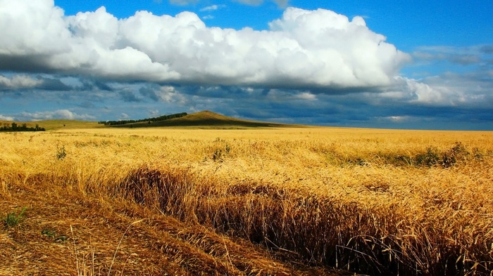 Golden wheat field under a cloudy blue sky